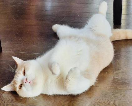 お腹を撫でてほしがっている猫 お腹を撫でてほしがっている猫の写真