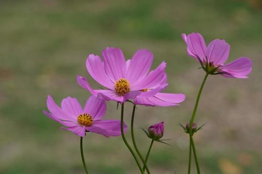 コスモス コスモス コスモス,花,植物の写真素材