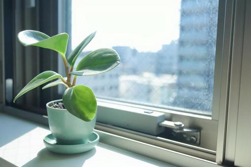 窓辺の小さなペペロミア 窓辺の小さなペペロミア 観葉植物,グリーン,植物の写真素材