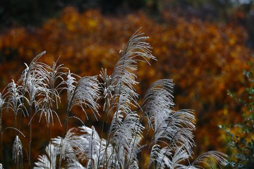 Photo, rinse, ears, white, 