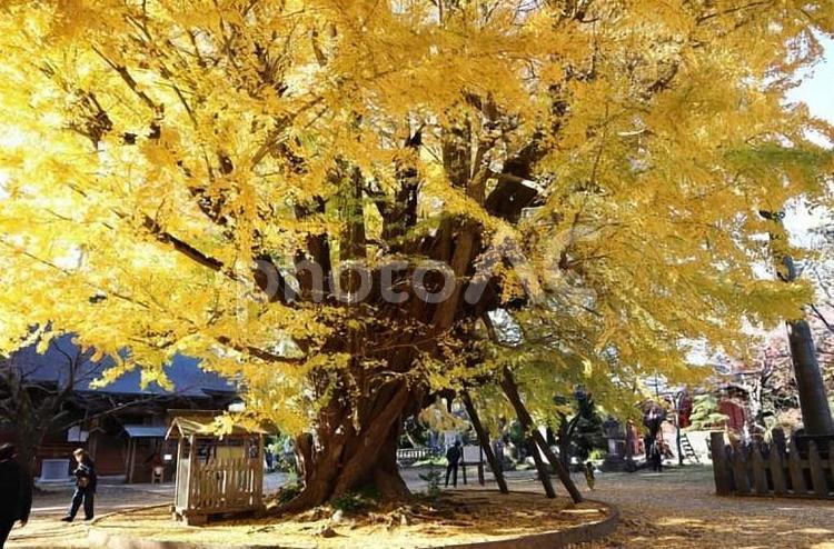 西蓮寺の大イチョウ１号株（茨城県行方市） 銀杏,大木,黄色の写真素材