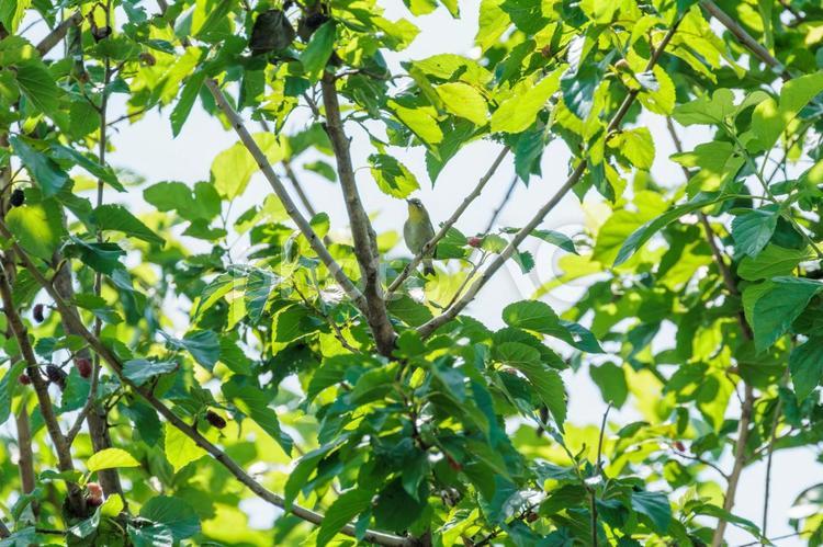 木の枝で休むメジロ 野鳥,メジロ,鳥の写真素材