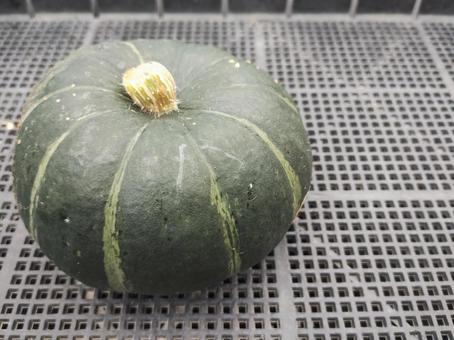 カボチャa かぼちゃ,野菜,食べ物の写真素材