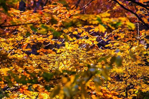 秋真っ盛りの森 紅葉,秋,黄葉の写真素材