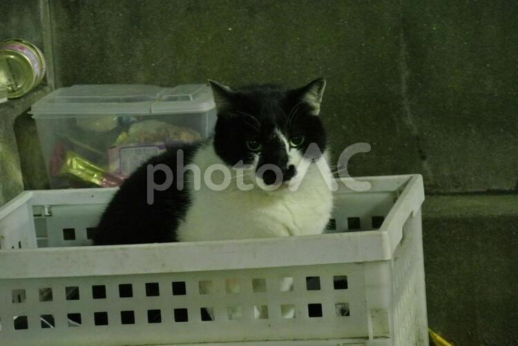 芳林公園の猫2011年震災後 秋葉原,野良猫,猫の写真素材
