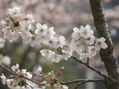 桜の花びら 春 桜の花びら 春の写真