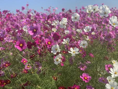 綺麗なコスモス 綺麗なコスモス はな,こすもす,コスモスの写真素材