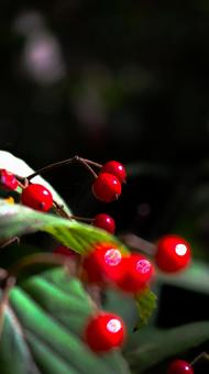 木の実 木の実の写真