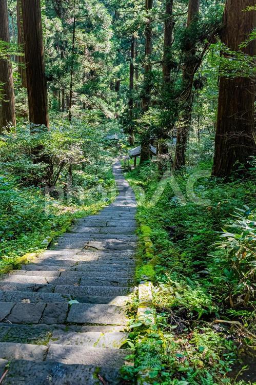 山形県　羽黒山五重塔の夏 風景,草木,草の写真素材