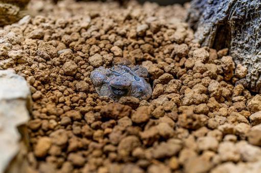 ナンブヒキガエルのアップ ナンブヒキガエルのアップ ナンブヒキガエル,動物,自然の写真素材