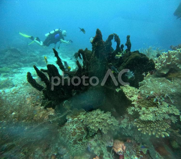 インドネシア、インドネシアの海、 浅瀬,サンゴ礁,熱帯魚の写真素材