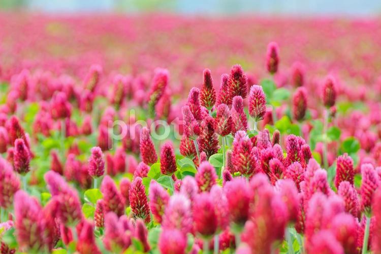 咲き誇るクリムゾンクローバーの花畑 6 クリムゾンクローバー,ストロベリーキャンドル,ベニバナツメクサの写真素材