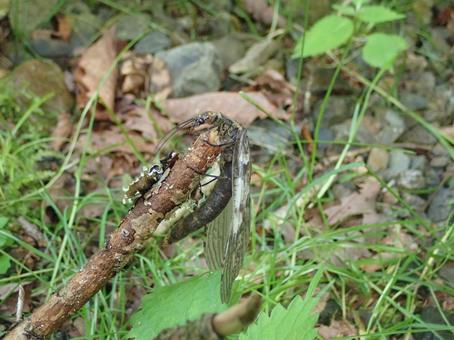 蛇蜻蛉 ヘビトンボ,蛇とんぼ,水生昆虫の写真素材