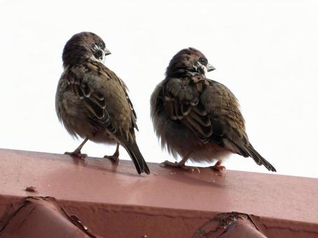 屋根の上にとまるペアのスズメの写真