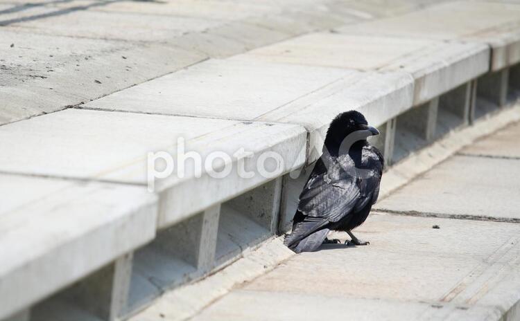カラスくん　カラス　からす　烏　鳥　歩く　後ろ姿 カラスくん,カラス,からすの写真素材