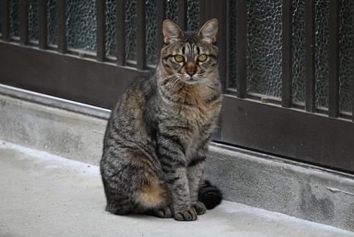 Stray cat from Ehime prefecture ④, JPG