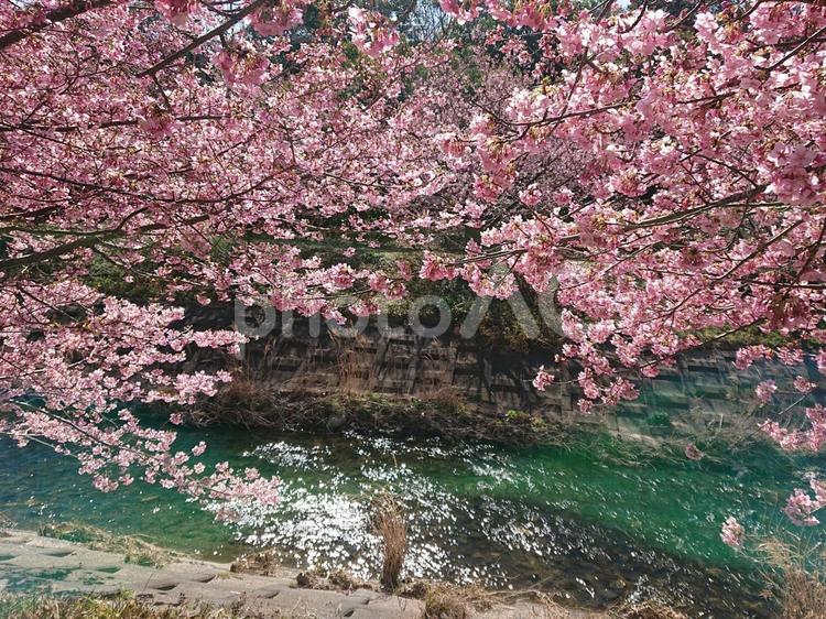 河津桜と川の流れる音に癒されて 春,河津桜,桜の写真素材