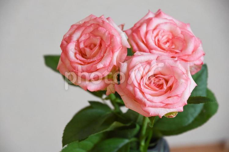 ピンクの濡れた薔薇 ばら,ピンク,薔薇の写真素材