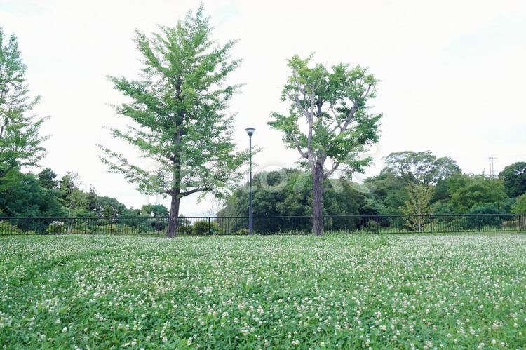一面のシロツメクサのある風景 草原,草,雑草の写真素材
