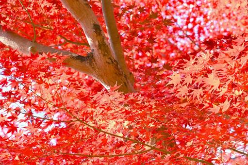 岡崎市東公園のきれいな紅葉 岡崎市東公園のきれいな紅葉の写真