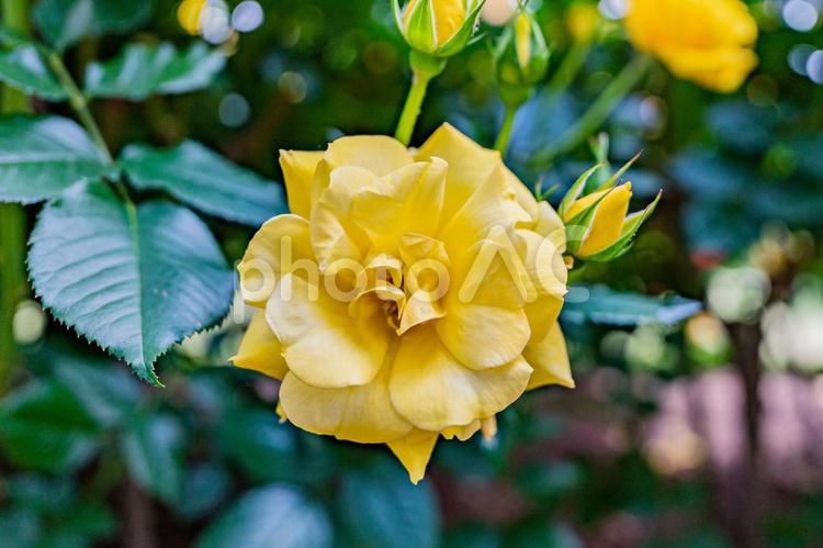 自宅の庭に咲く薄黄色のバラの俯瞰撮影 薔薇,プロポーズ,高級感の写真素材