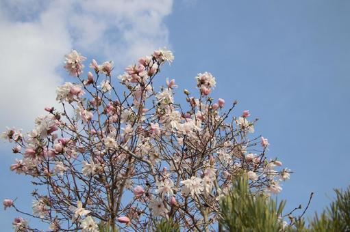 モクレンの花 モクレンの花 モクレン,木蓮,もくれんの写真素材