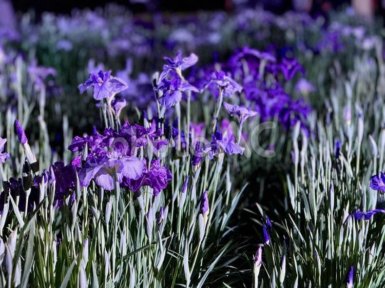 夜の堀切菖蒲園　ライトアップされる花菖蒲 堀切菖蒲園,5月,菖蒲の写真素材
