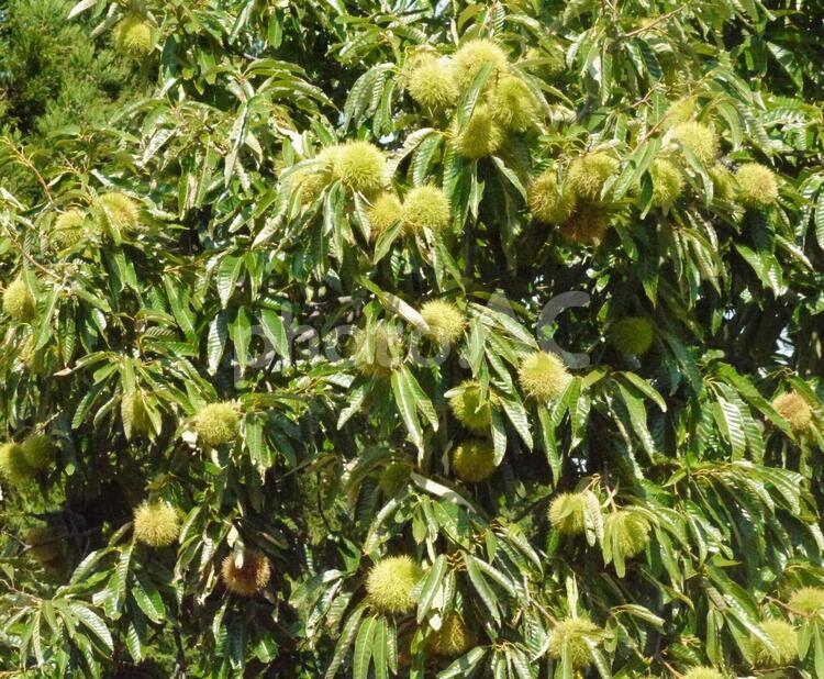 栗の木 くだもの,食物繊維,ビタミンの写真素材