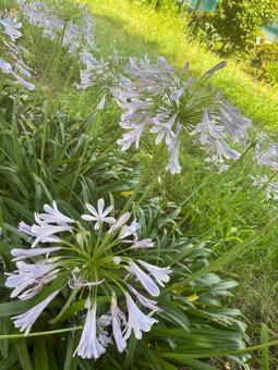 Photo, agapanthus, flower, purple, 