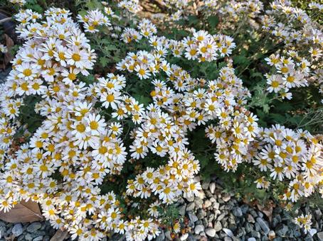 野菊 キク科,野草,自然の写真素材