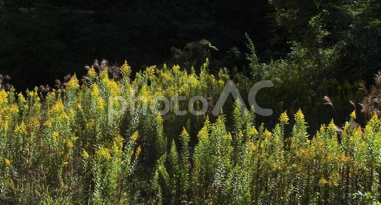 セイタカアワダチソウ群生す セイタカアワダチソウ,花粉,秋の写真素材