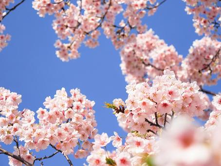 雲一つない青空と、桜 雲一つない青空と、桜の写真