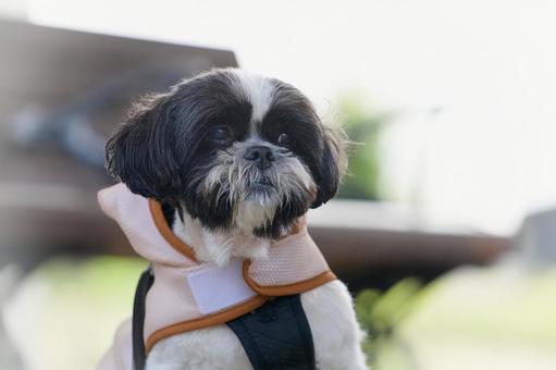 ワンコの顔(ミックス犬) ワンコの顔(ミックス犬)の写真