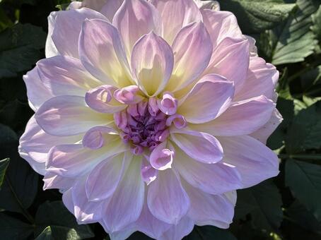 花 ダリア,ピンク,ダリア園の写真素材