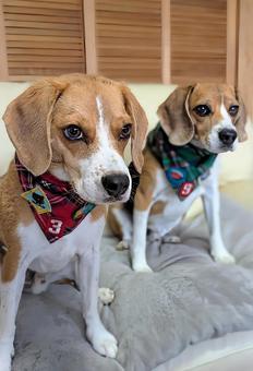 バンダナしたビーグル 2頭 子犬と成犬 バンダナしたビーグル 2頭 子犬と成犬 犬,ビーグル,ペットの写真素材