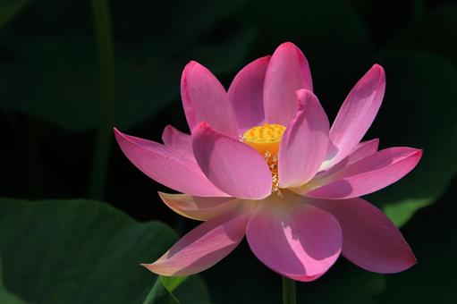 心清める蓮の花-8 心清める蓮の花-8 ハス,ピンク,背景素材の写真素材
