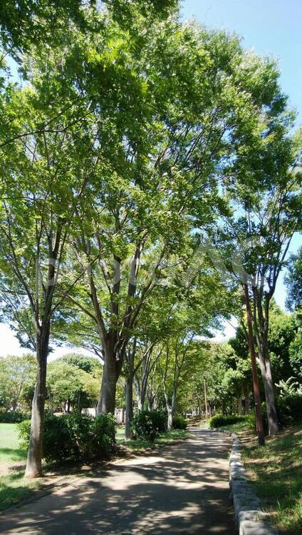 木々と木漏れ日2 木,自然,風景の写真素材