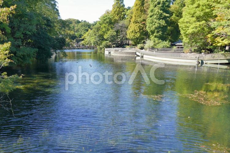 井の頭公園 井の頭公園,池,空の写真素材