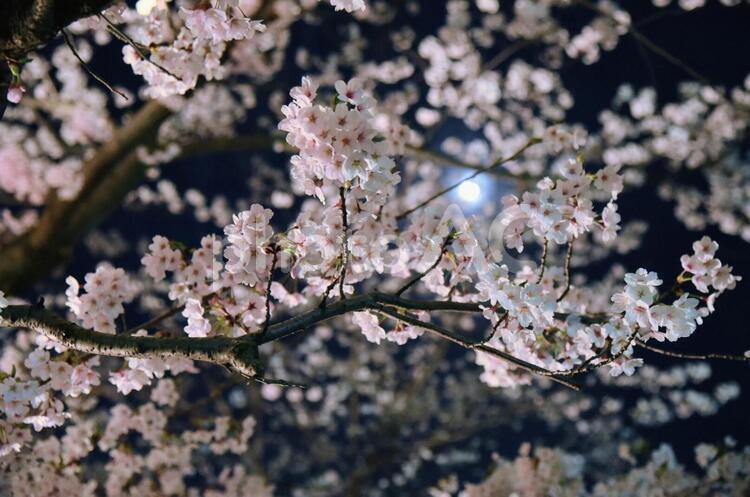 月明かりの桜 花,自然,開花の写真素材