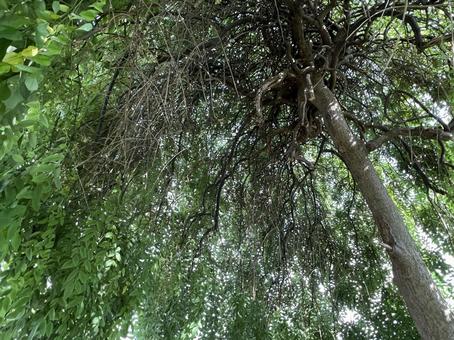 落葉樹 シダレエンジュの幹と枝 落葉樹 シダレエンジュの幹と枝 エンジュ,シダレエンジュ,槐の写真素材