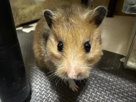 カメラ目線の可愛いハムスター ハムスター,小動物,ペットの写真素材