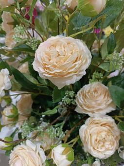 柔らかく咲く薔薇 柔らかく咲く薔薇の写真