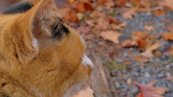 三毛猫｜哀愁 猫,三毛猫,横顔の写真素材