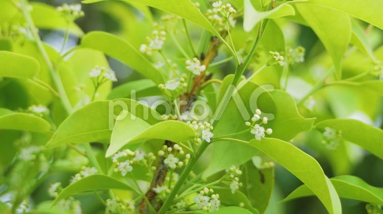 小さい白い花をたくさん咲かせるソヨゴ ソヨゴ,白色,花の写真素材