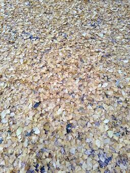 イチョウの葉　落ち葉 イチョウの葉,落ち葉,黄色の写真素材