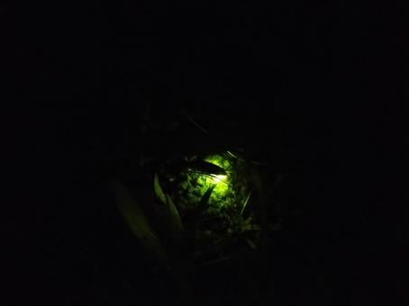 ホタル ホタル ホタル,虫,夜の写真素材