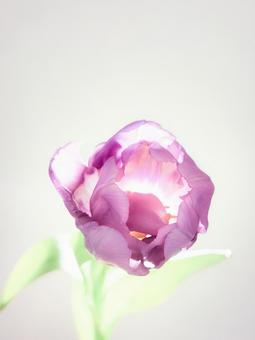 チューリップの写真