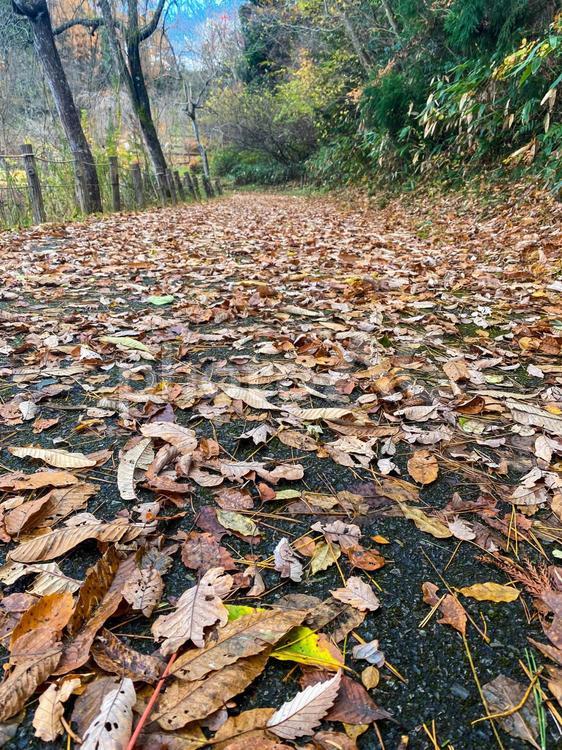 落ち葉でいっぱいの秋の小道 落ち葉,秋,枯葉の写真素材