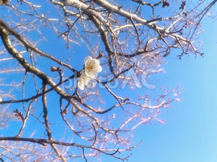 青空に咲く早春の可愛い梅の花 梅,花,うめの写真素材
