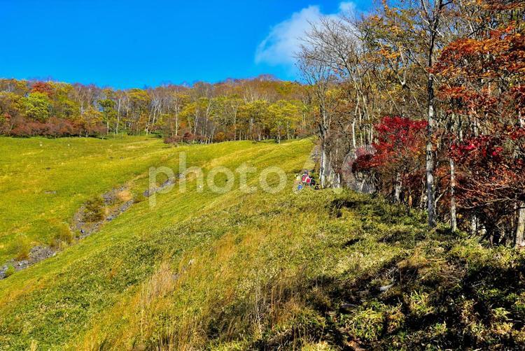 秋の袈裟丸山（栃木足尾） 秋,紅葉,山の写真素材
